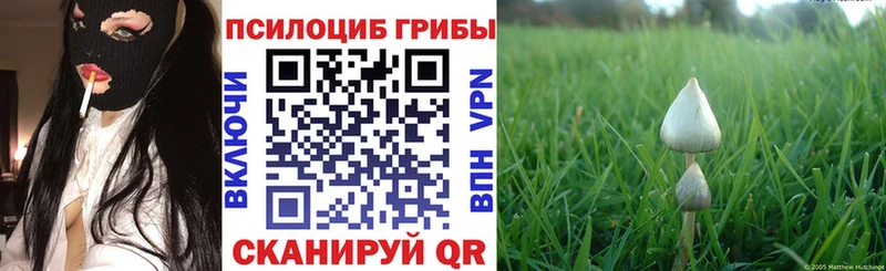 Галлюциногенные грибы Psilocybe  Купить закладки  Шарыпово 